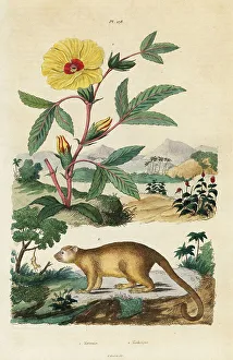 Pfitzer Prints: Kinkajou and Roselle