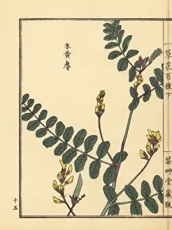 Gardenflower Prints: Kiougi or peacock flower, Caesalpinia pulcherrima
