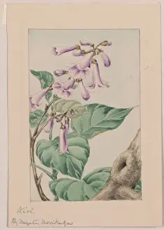 Kiri branch with flowers and leaves