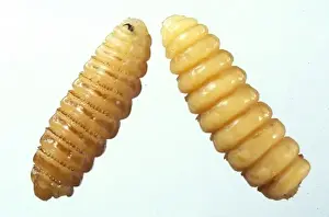 Diptera Prints: Kirkoestrus minutus, botfly