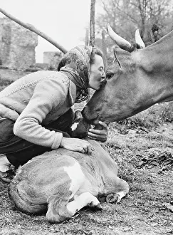 Kissing a Cow