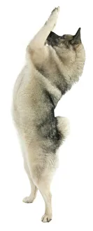 Carnivora Collection: Kita a Norwegian elkhound