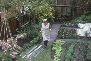Allotment Collection: Kitchen Garden 1940S