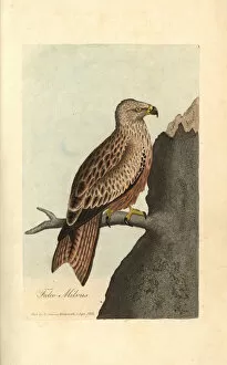 Kite Gallery: Kite, Falco milvus, Milvus milvus