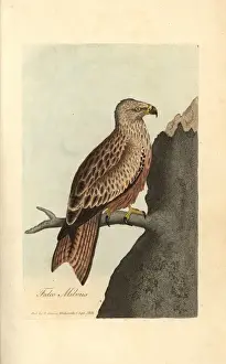 Falco Prints: Kite, Falco milvus, Milvus milvus