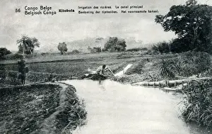 Rice Prints: Kitobola - Belgian Congo - irrigation canals - rice paddies
