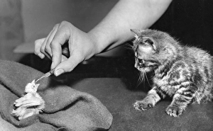 Images Dated 23rd March 2016: Kitten and baby Canary