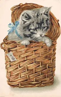 Kitten in a basket