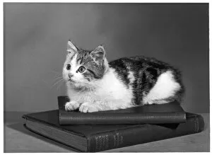 1956 Gallery: Kitten on Books