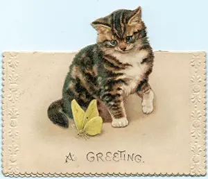 Cabbage Prints: Kitten with butterfly on a greetings card