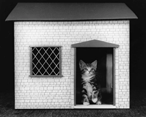 Tabby and White Cat