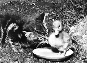 Kitten and Duckling