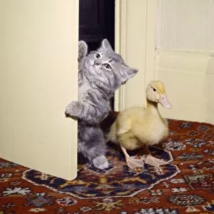 Images Dated 27th January 2017: Kitten and duckling in the doorway