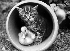 Images Dated 23rd March 2016: Kitten and Duckling in a plantpot