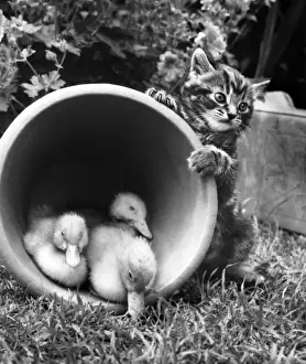 Kitten with ducklings in a plant pot