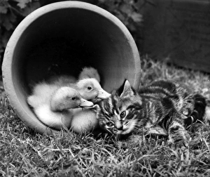 Images Dated 10th January 2017: Kitten with ducklings in a plant pot
