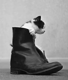 Claws Prints: Kitten emerging from a leather boot