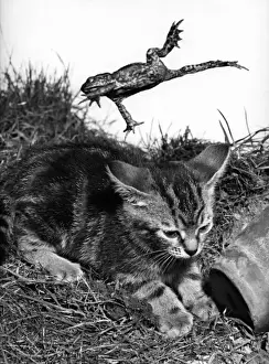Kitten and Frog