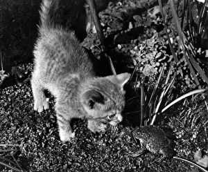Kitten and frog