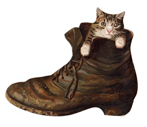 Tabby and White Cat