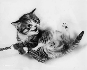 Paws Gallery: Kitten lying on its back