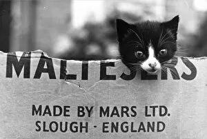 Stray Gallery: Kitten in a Maltesers cardboard box