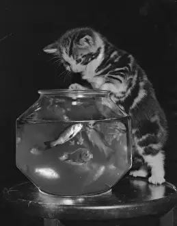 Fascinated Prints: Kitten mesmerised by goldfish