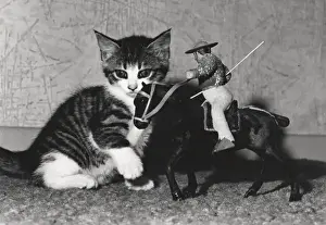 Kitten with model of horse and rider