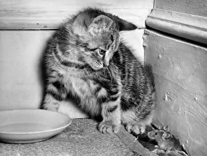 Images Dated 12th January 2017: Kitten and mouse in the corner of a room