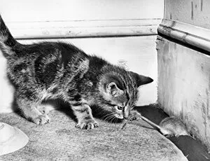 Images Dated 12th January 2017: Kitten and mouse in the corner of a room