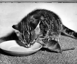 Kitten and mouse with saucer of milk
