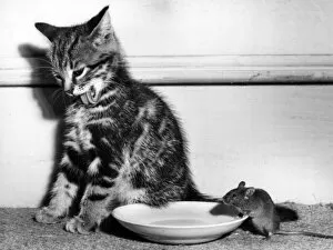 Images Dated 9th January 2017: Kitten and mouse with saucer of milk