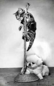 A Kitten and a puppy attempting the Indian Rope Trick