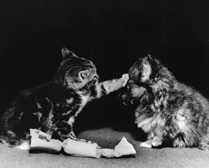 Crackers Prints: Kitten and puppy with Christmas cracker