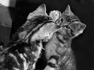 Kitten Reflections