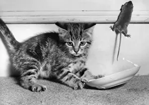 Vermin Prints: Kitten, saucer and mouse