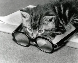 Peers Prints: Kitten sitting on a book peers through a pair of spectacles