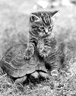 Kitten and Tortoise