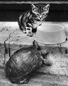 Images Dated 10th January 2017: Kitten and tortoise with bowl