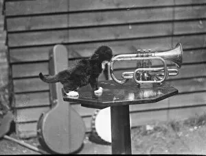 Trumpet Collection: Kitten Trumpeter