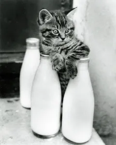 Sandwich Prints: A Kitten trying to escape from a three milk bottle sandwich