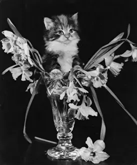 Mischief Prints: Kitten with vase of daffodils