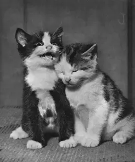 Markings Prints: Two kittens