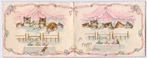 Tabby and White Cat