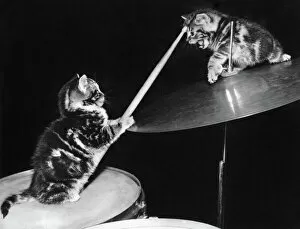 Kittens Collection: Two kittens with a drumkit