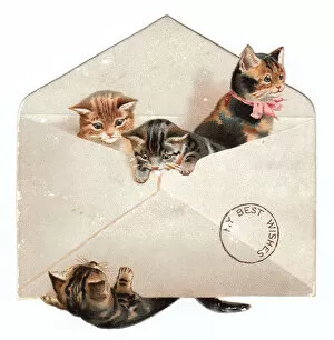 Images Dated 4th December 2015: Four kittens in an envelope on a greetings card