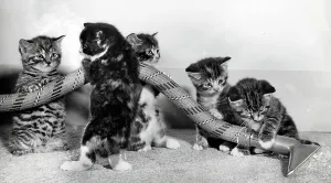 Hoovering Prints: Five kittens helping with the hoovering