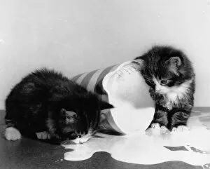 Two kittens with jug of spilt milk