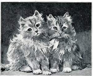 Kittens Collection: Two Kittens by Louis Wain