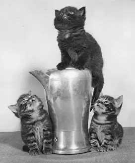 Kaye Prints: Three kittens and a metal jug